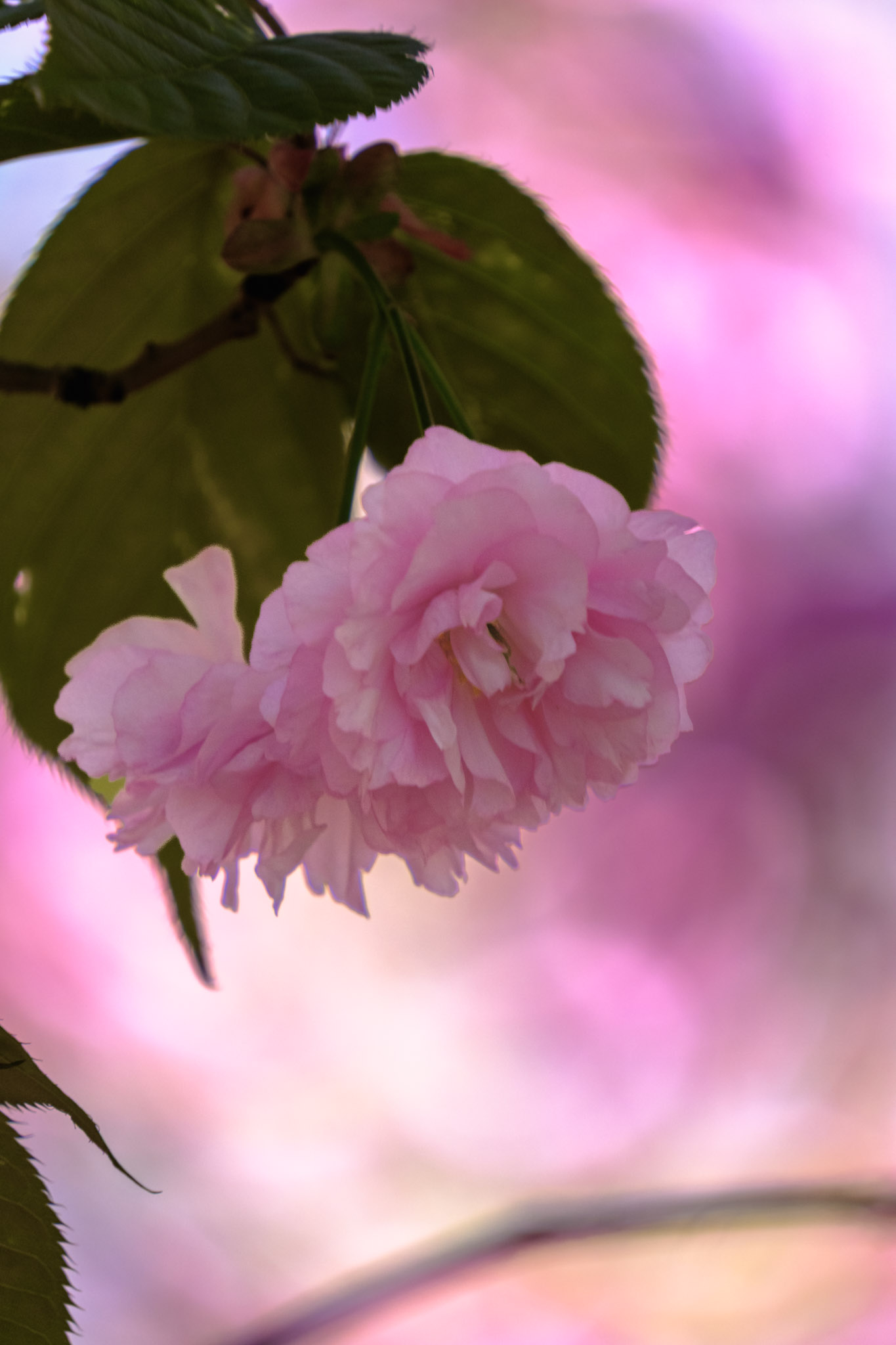 DSCF0282.jpg