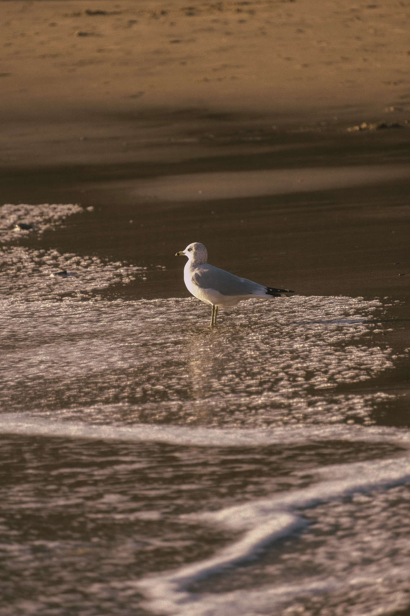 DSCF5811.jpg